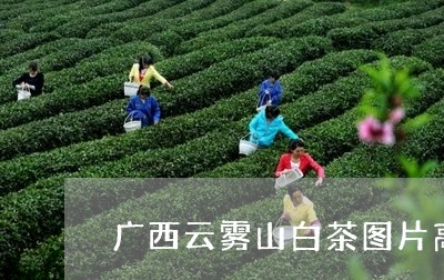 广西云雾山白茶图片高清/2023102537059