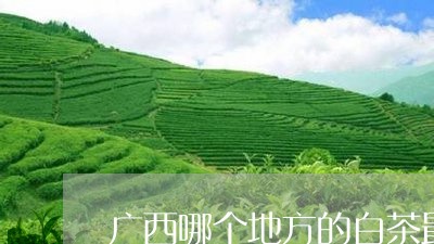 广西哪个地方的白茶最好/2023102504047