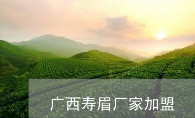 广西寿眉厂家加盟/2023062097382