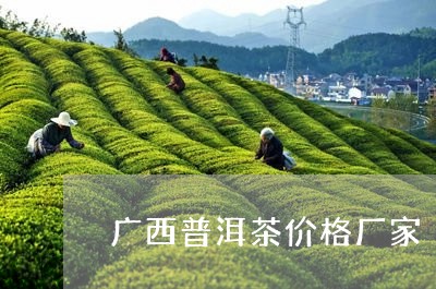 广西普洱茶价格厂家/2023091397350