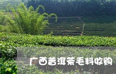 广西普洱茶毛料收购/2023120425817