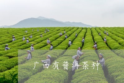 广西有普洱茶种/2023102669806