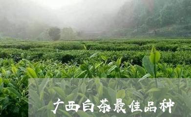 广西白茶最佳品种/2023061919470