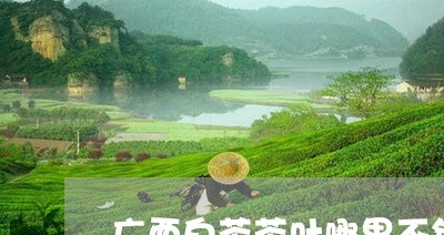 广西白茶茶叶哪里不错/2023093016273