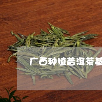 广西种植普洱茶基地地址/2023120703917