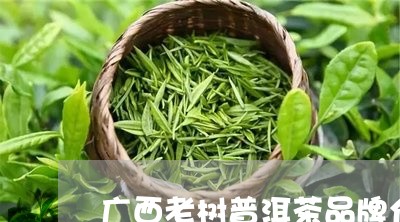 广西老树普洱茶品牌介绍/2023112863705