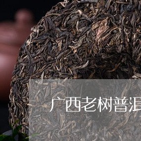 广西老树普洱茶哪家好/2023121686193