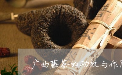 广西藤茶的功效与作用风湿作用/2023053107251