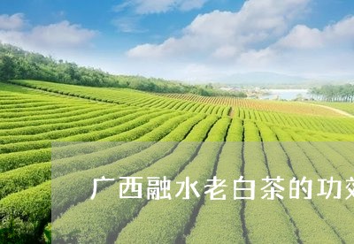 广西融水老白茶的功效/2023093032838