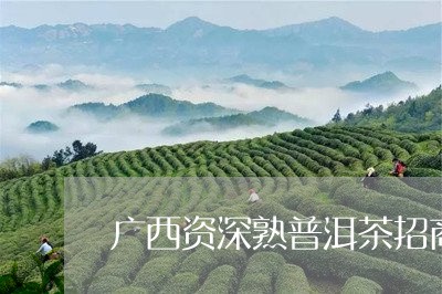 广西资深熟普洱茶招商/2023061439384