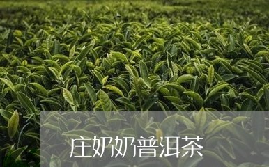 庄奶奶普洱茶/2023042742361