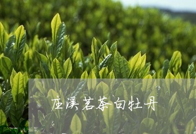 庄溪茗茶白牡丹/2023112330685