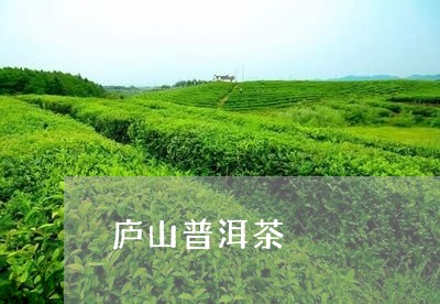 庐山普洱茶/2023090596060