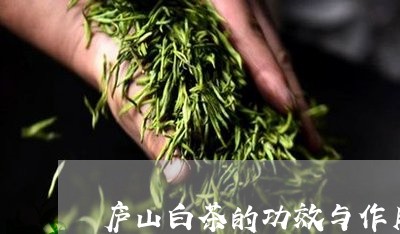 庐山白茶的功效与作用/2023093095271