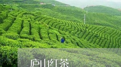 庐山红茶/2023090132703