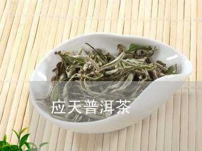 应天普洱茶/2023102535259