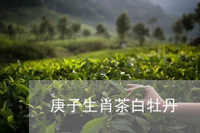 庚子生肖茶白牡丹/2023061936370