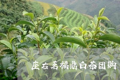 座右茗福鼎白茶团购/2023082548494