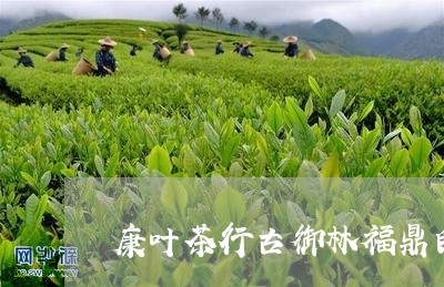 康叶茶行古御林福鼎白茶/2023092175059