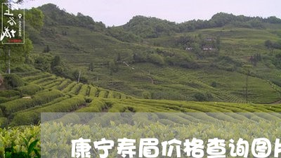 康宁寿眉价格查询图片/2023093028360