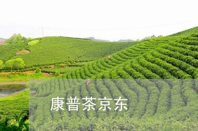 康普茶京东/2023090237360