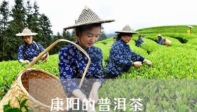 康阳的普洱茶/2023042737571