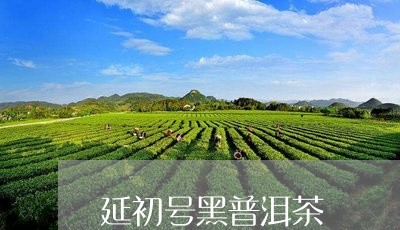 延初号黑普洱茶/2023102606150