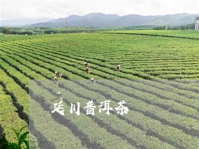 延川普洱茶/2023090574271