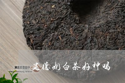 建德奶白茶好种吗/2023062084804