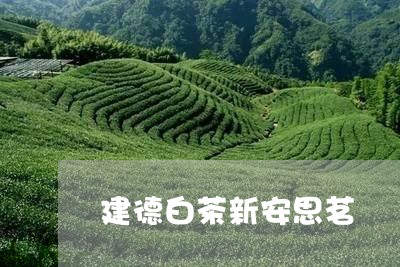 建德白茶新安思茗/2023062064148