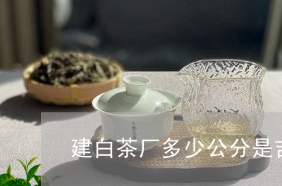 建白茶厂多少公分是吉数/2023102544936