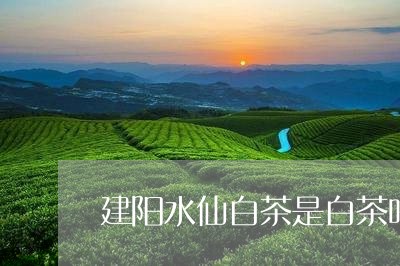 建阳水仙白茶是白茶吗/2023093068581