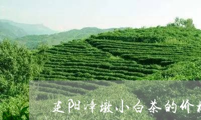 建阳漳墩小白茶的价格/2023093025038