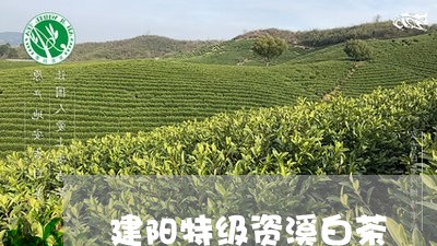 建阳特级资溪白茶/2023062013725