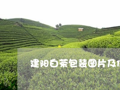 建阳白茶包装图片及价格/2023102573614