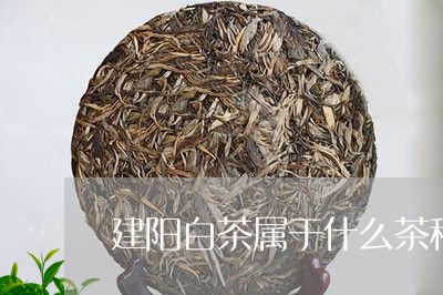 建阳白茶属于什么茶种植/2023102562814