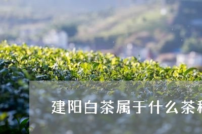 建阳白茶属于什么茶种类/2023102580372