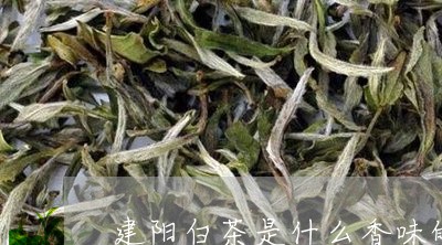 建阳白茶是什么香味的/2023093052613