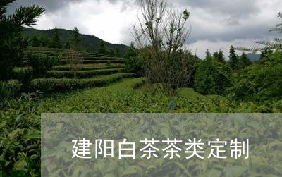 建阳白茶茶类定制/2023062054160