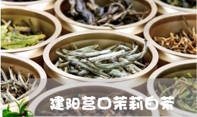 建阳莒口茉莉白茶/2023062022837