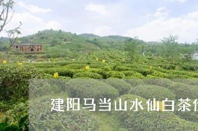 建阳马当山水仙白茶价格/2023102512047