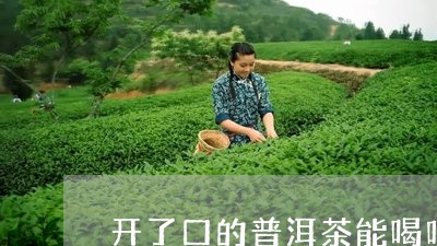 开了口的普洱茶能喝吗/2023061904836