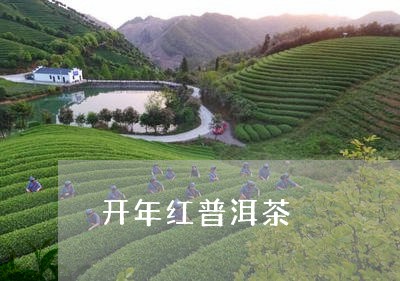 开年红普洱茶/2023112623825