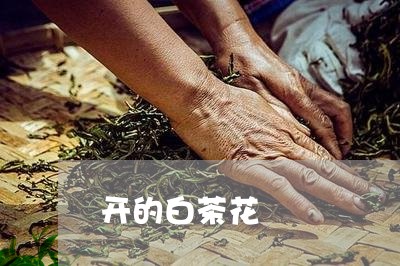 开的白茶花/2023052129383