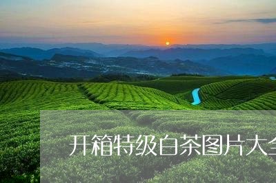 开箱特级白茶图片大全集/2023102517272