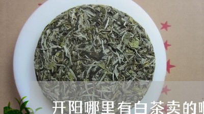 开阳哪里有白茶卖的啊/2023093009613