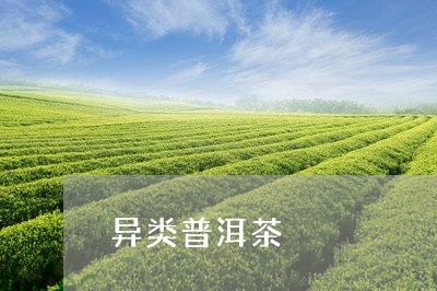 异类普洱茶/2023090561857