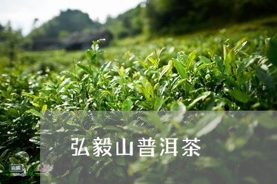 弘毅山普洱茶/2023042725133