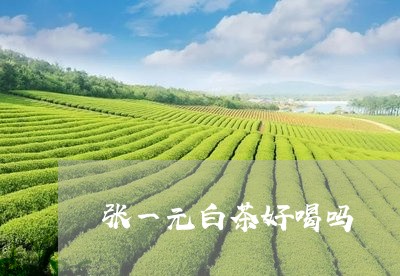 张一元白茶好喝吗/2023062048385