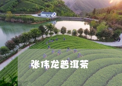 张伟龙普洱茶/2023042737479